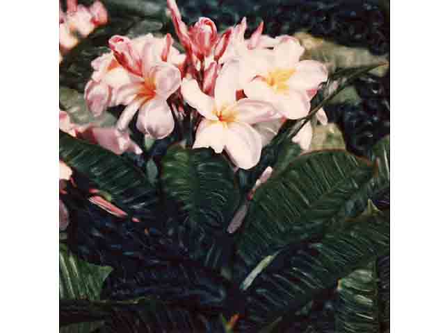 Pink Plumeria & Leaves by Marcia Duff