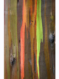 Gum Tree Detail IV by Bruce Behnke