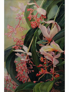 Blossoms at Koele by Ruth Watkins