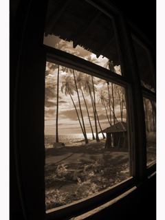 Palm Grove Through Old Window by Joan  Cooke
