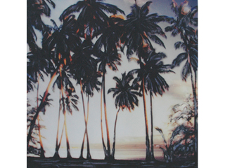 Molokai Sunset Palms by Marcia Duff