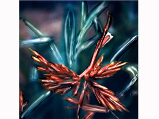 Green Bromeliad with Red Flowers #2 by Marcia Duff