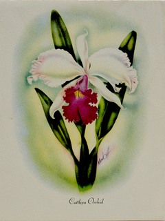 Card - Cattelya Orchid by Ted Mundorff