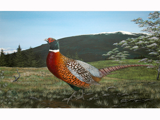 Pheasant 2 by David Hayes