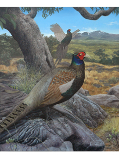 Custom - Pheasant (Green-Big Island) by Michael Furuya