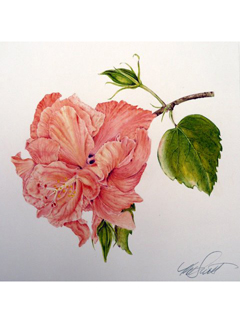 Peach Hibiscus by Kaye Hurtt