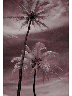 Infrared Palms 2 by Joan  Cooke