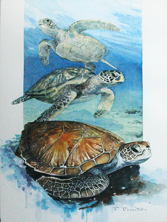 Green Sea Turtle by Tom Tomita