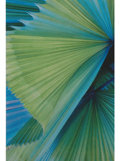 Palm Swirl by Joan Dubanoski