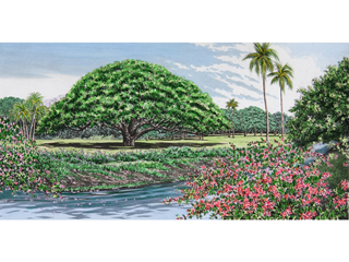 Moanalua Gardens II  by Carol Collette
