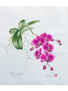 Phalaenopsis, Moth Orchid by Kaye Hurtt