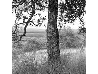 Dry Land Forest - Kaupulehu Mauka B.I. 1994 by Franco Salmoiraghi