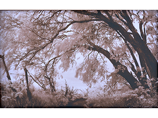 Kukui Forest in Infrared by Joan  Cooke