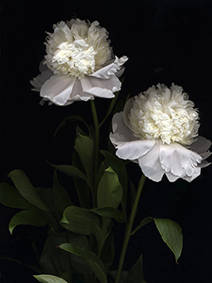 Two White Peonies by Kate Keller Kobayashi