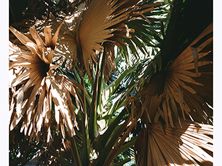 Fan Palm by Kanoa Zimmerman