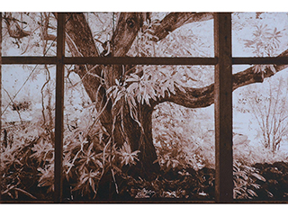 Tree Through Window by Joan  Cooke