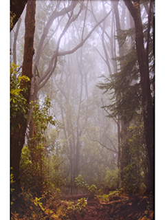 Misty Forest by Joan  Cooke