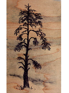 Cedar I by Rebecca Horne