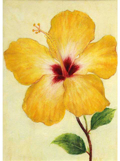 A Yellow Hibiscus by Mari  Kuramochi