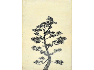 Japanese Black Pine by Hiroko Sakurai