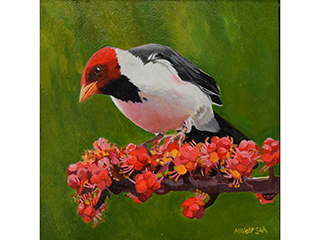 Yellow Billed Cardinal with Schefflera Berries by Marilyn Wear