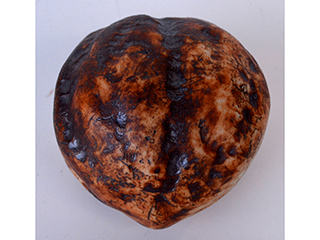 Kukui Nut Rattle by Jolyn Okimoto