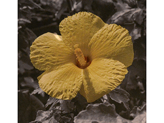 Yellow Hibiscus by Debra Casey