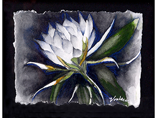 Night Blooming Cereus by Lovelyn Voorhees