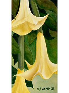 Brugmansias in Yellow (Angel's Trumpet) by M.J. Shannon