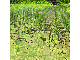 Waipahu Rice Field no.133 by Stephen Yuen
