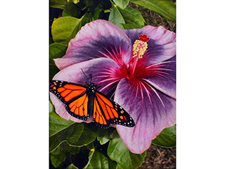 Monarch on Purple Hibiscus by Heather Lieurance