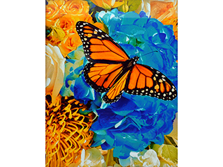 Monarch on Blue Hydrangea by Heather Lieurance