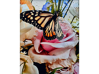 Monarch on Pink Rose Bouquet  by Heather Lieurance