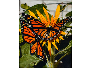 Monarch on Sunflower by Heather Lieurance