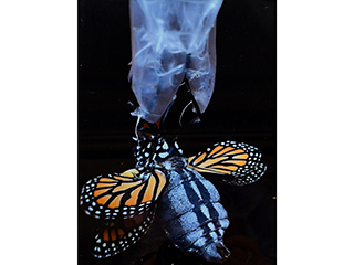 Monarch Drying its Wings by Heather Lieurance