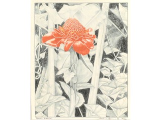 Torch Ginger by Amber Aguirre