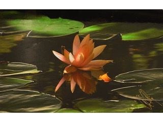 Water Lily by Claro Cabading