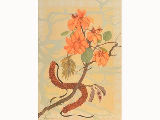 Wiliwili by Harinani Orme