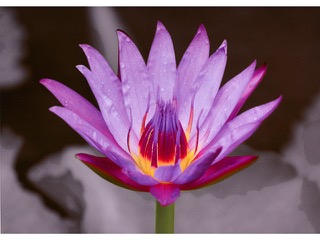 Purple Water Lily by Debra Casey