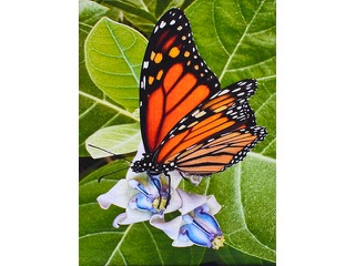 Monarch on Purple Crown Flower by Heather Lieurance