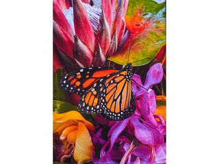 Alive in Color by Heather Lieurance