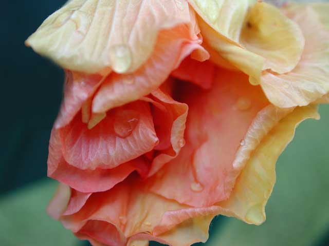 Hibiscus Bud Two by Joan Dubanoski
