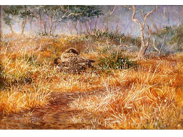 Hawaiian Geese at Volcano    by Daniel  Van Zyle