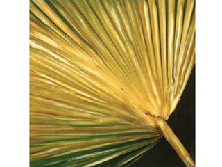 Yellow Palm Frond by Marcia Duff
