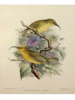 18 Hemignathus Affinis by Aves Hawaiienses: Selected Prints