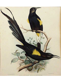 19 Acrulocercus Nobilis (Merrem) by Aves Hawaiienses: Selected Prints