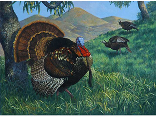 Turkey by Michael Furuya