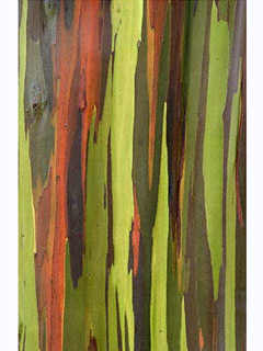 Gum Tree Detail I by Bruce Behnke