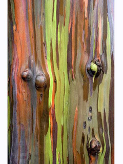 Gum Tree Detail II by Bruce Behnke