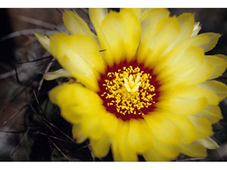 Cactus Flower by Michael Horton